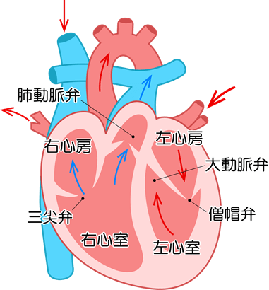 心臓についての説明図